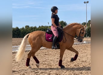 Lusitanos, Wallach, 8 Jahre, 161 cm, Palomino