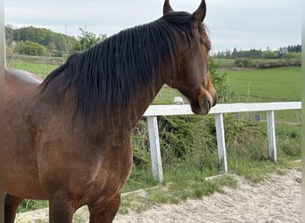 Lusitanos, Wallach, 8 Jahre, 162 cm, Rotbrauner