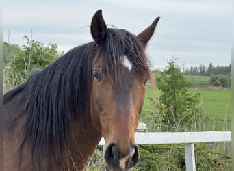 Lusitanos, Wallach, 8 Jahre, 162 cm, Rotbrauner