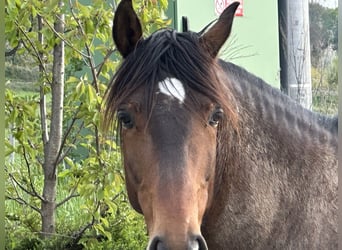 Lusitanos, Wallach, 8 Jahre, 162 cm, Rotbrauner