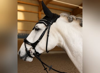 Lusitanos, Wallach, 8 Jahre, 163 cm, Schimmel