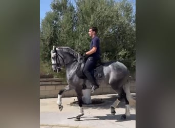 Lusitanos, Wallach, 8 Jahre, 164 cm, Schimmel