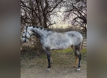 Lusitanos, Wallach, 8 Jahre, 165 cm, Apfelschimmel