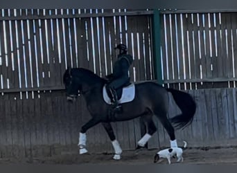 Lusitanos, Wallach, 8 Jahre, 165 cm, Falbe