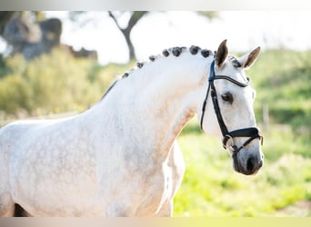 Lusitanos, Wallach, 8 Jahre, 165 cm, Rotschimmel