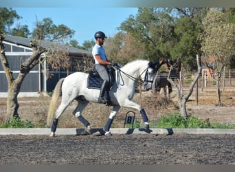 Lusitanos, Wallach, 8 Jahre, 165 cm, Schimmel