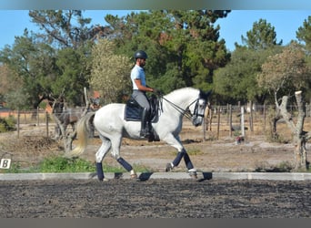 Lusitanos, Wallach, 8 Jahre, 165 cm, Schimmel