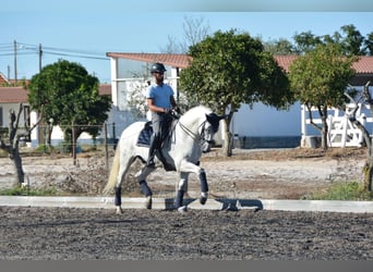 Lusitanos, Wallach, 8 Jahre, 165 cm, Schimmel