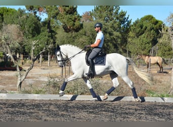 Lusitanos, Wallach, 8 Jahre, 165 cm, Schimmel