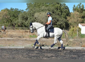 Lusitanos, Wallach, 8 Jahre, 165 cm, Schimmel