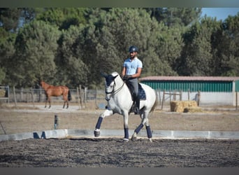 Lusitanos, Wallach, 8 Jahre, 165 cm, Schimmel