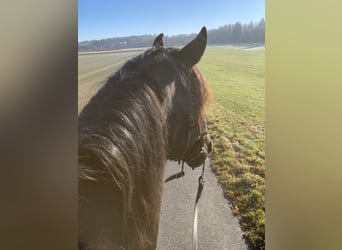 Lusitanos, Wallach, 8 Jahre, 166 cm, Rappe