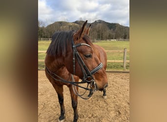 Lusitanos, Wallach, 8 Jahre, 168 cm, Brauner