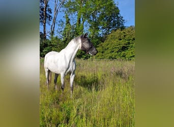 Lusitanos, Wallach, 8 Jahre, 170 cm, Schimmel