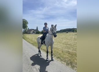 Lusitanos, Wallach, 8 Jahre, 170 cm, Schimmel