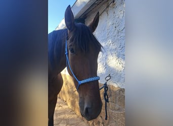 Lusitanos, Wallach, 8 Jahre, 171 cm, Hellbrauner