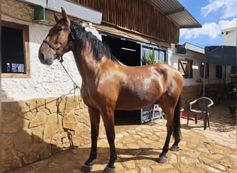 Lusitanos, Wallach, 8 Jahre, 171 cm, Hellbrauner