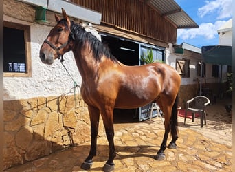 Lusitanos, Wallach, 8 Jahre, 171 cm, Hellbrauner