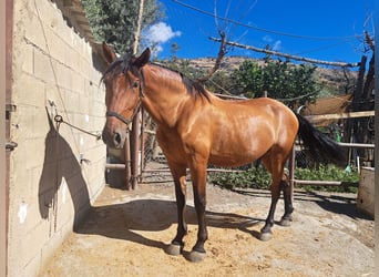 Lusitanos, Wallach, 8 Jahre, 171 cm, Hellbrauner