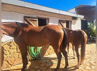 Lusitanos, Wallach, 8 Jahre, 171 cm, Hellbrauner