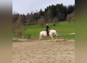 Lusitanos Mix, Wallach, 8 Jahre, 172 cm, Cremello