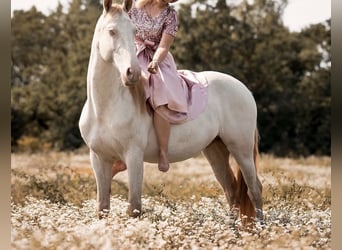 Lusitanos, Wallach, 9 Jahre, 152 cm, Cremello
