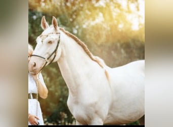 Lusitanos, Wallach, 9 Jahre, 152 cm, Cremello