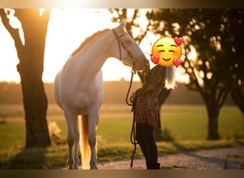 Lusitanos, Wallach, 9 Jahre, 152 cm, Cremello