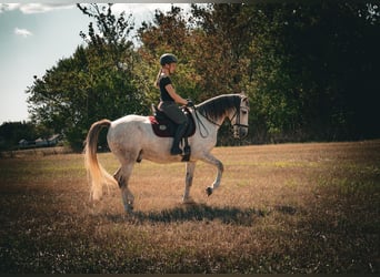 Lusitanos Mix, Wallach, 9 Jahre, 155 cm