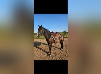 Lusitanos Mix, Wallach, 9 Jahre, 155 cm