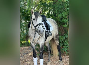 Lusitanos, Wallach, 9 Jahre, 157 cm, Schimmel