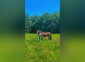 Lusitanos, Wallach, 9 Jahre, 158 cm, Dunkelbrauner