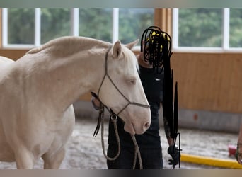 Lusitanos, Wallach, 9 Jahre, 159 cm, Cremello