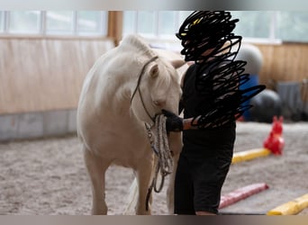 Lusitanos, Wallach, 9 Jahre, 159 cm, Cremello