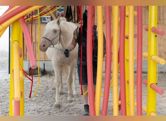 Lusitanos, Wallach, 9 Jahre, 159 cm, Cremello