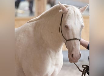 Lusitanos, Wallach, 9 Jahre, 159 cm, Cremello