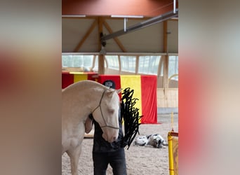 Lusitanos, Wallach, 9 Jahre, 159 cm, Cremello