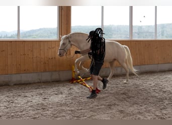 Lusitanos, Wallach, 9 Jahre, 159 cm, Cremello