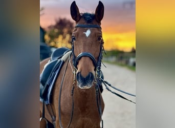 Lusitanos, Wallach, 9 Jahre, 160 cm, Brauner