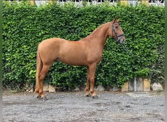 Lusitanos, Wallach, 9 Jahre, 160 cm, Dunkelfuchs