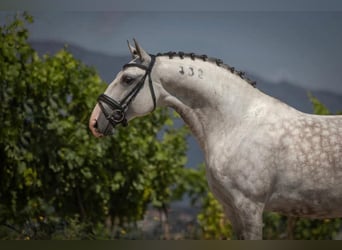 Lusitanos, Wallach, 9 Jahre, 161 cm, Schimmel