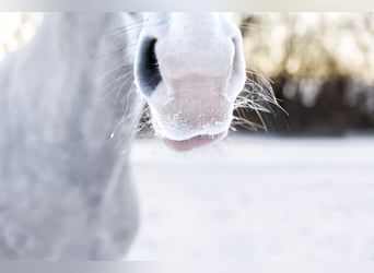 Lusitanos, Wallach, 9 Jahre, 162 cm, Apfelschimmel