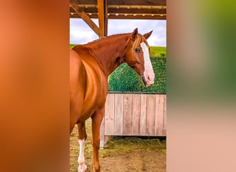 Lusitanos, Wallach, 9 Jahre, 162 cm, Fuchs