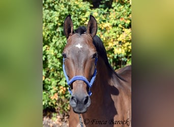 Lusitanos, Wallach, 9 Jahre, 164 cm, Brauner