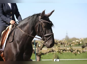Lusitanos, Wallach, 9 Jahre, 164 cm, Rappe