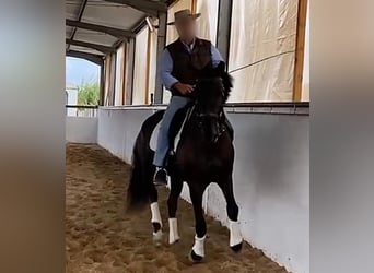 Lusitanos, Wallach, 9 Jahre, 164 cm, Rappe