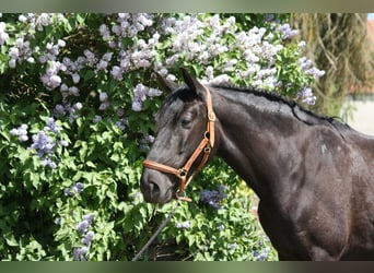 Lusitanos, Wallach, 9 Jahre, 164 cm, Rappe