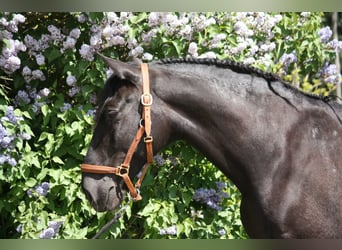 Lusitanos, Wallach, 9 Jahre, 164 cm, Rappe