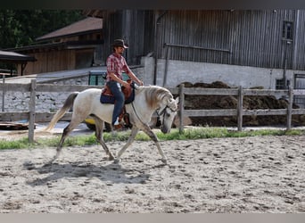 Lusitanos, Wallach, 9 Jahre, 164 cm, Schimmel
