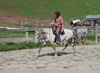 Lusitanos, Wallach, 9 Jahre, 164 cm, Schimmel
